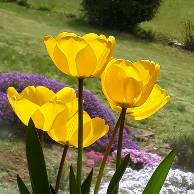 Tulpen am Fenster