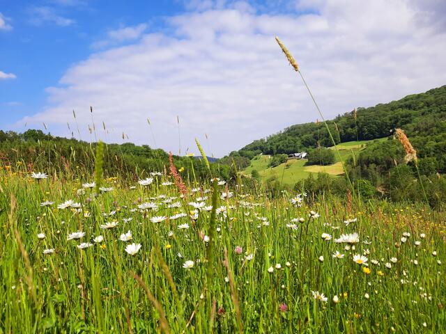 Wiese im Schuppachtal
