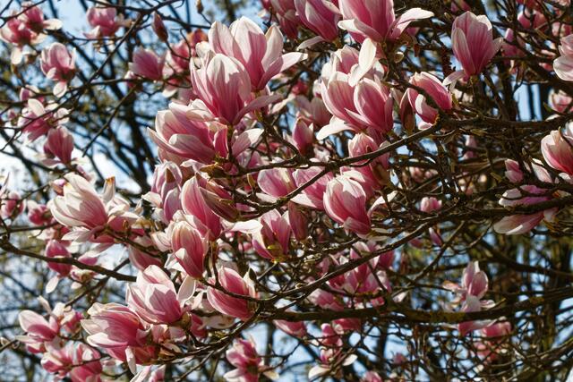 Magnolie
