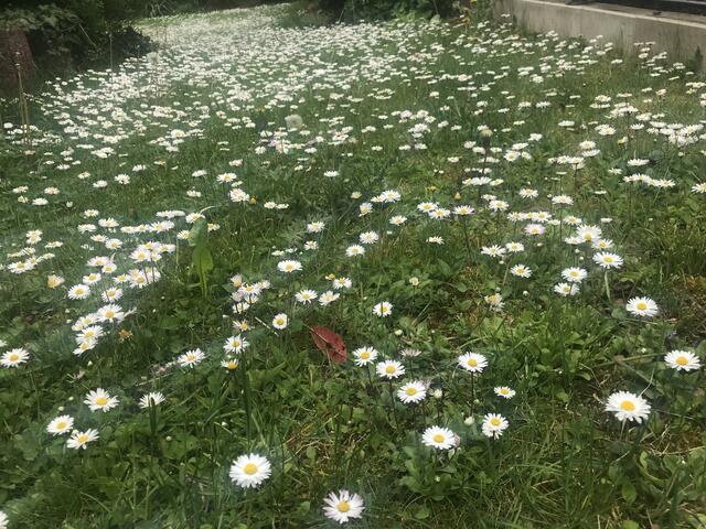 Natur im Garten
