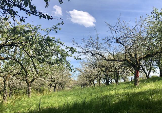 Streuobstwiese bei Neipperg