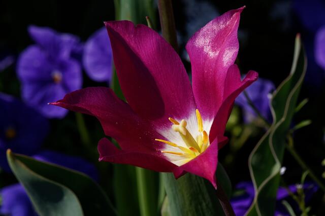 Tulpe im Heilbronner Parkbeet 2021