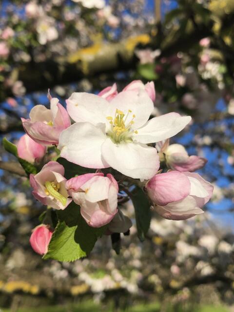 Zauberhafte Apfelblüte mit Gast