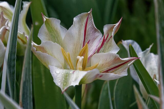 Tulpe