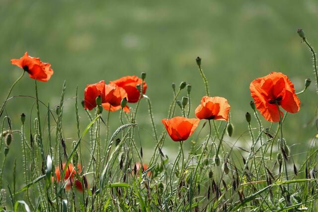 Klatschmohn