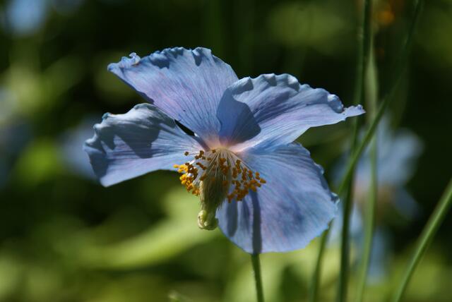 Scheinmohn