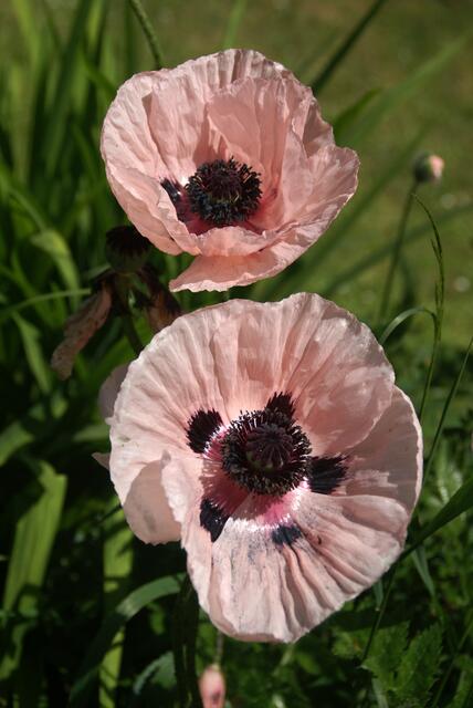 Mohn: Schönheit in vielen Farben