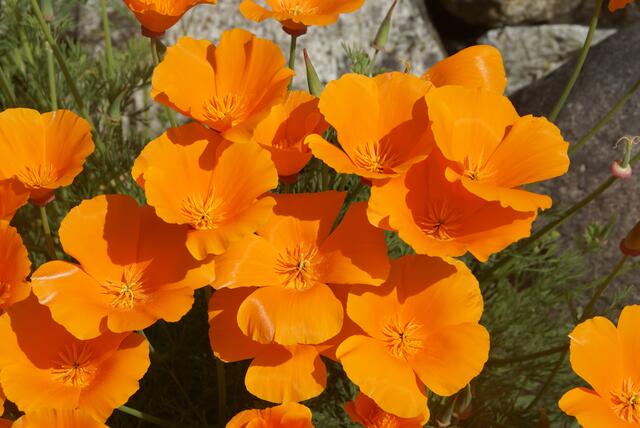 Goldmohn