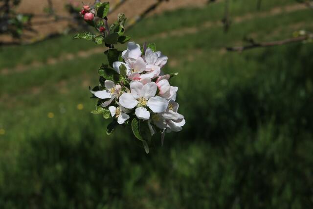 Apfelblüte