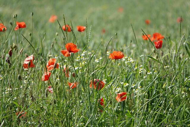 Klatschmohn