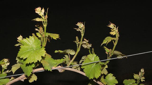 Weinrebe bei Nacht