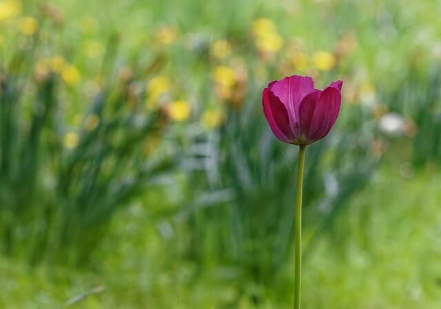 Allein unter Fremden