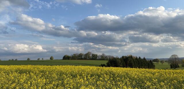 Raps bei Öhringen