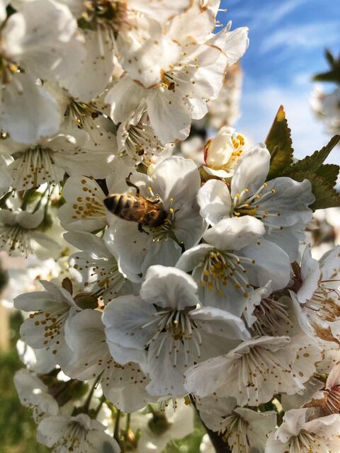 Bienen fliegen drauf!