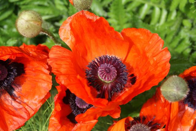 Roter Mohn