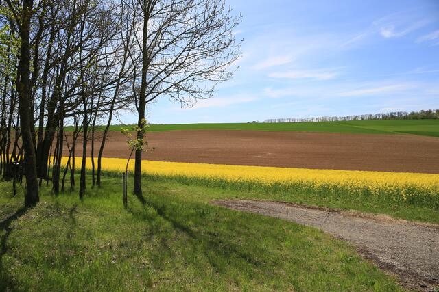 Rapsfeld
