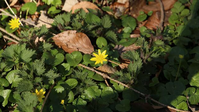 Idylle am Waldboden