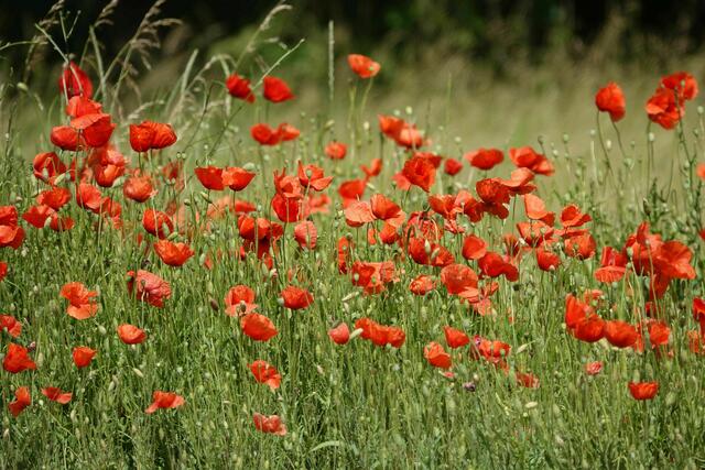 Klatschmohn