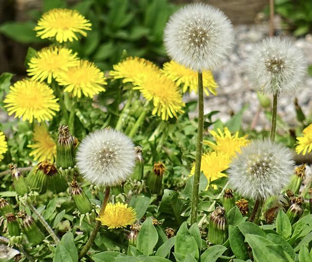 Vom Löwenzahn zur Pusteblume