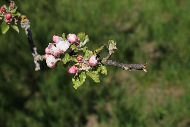 Apfelblüte