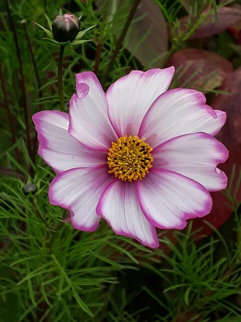 Cosmea mit Knospe