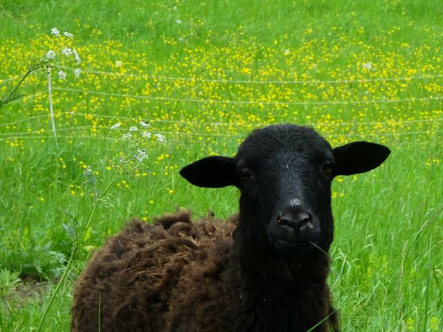 Mmmmhh, Blüten, lecker