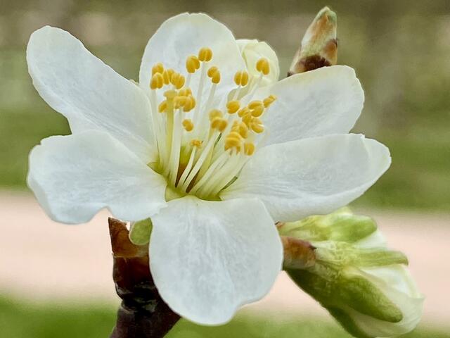 Apfelblüte