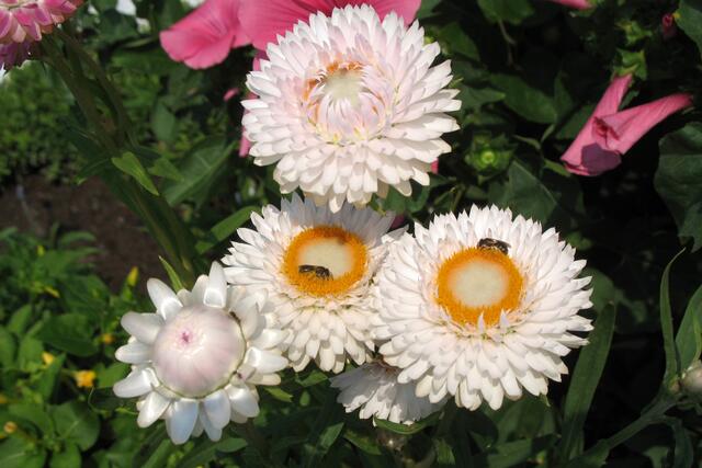 Strohblumen