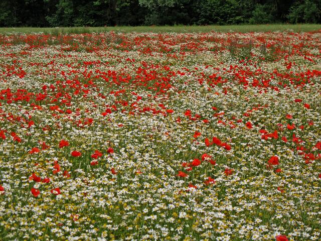 Klatschmohn