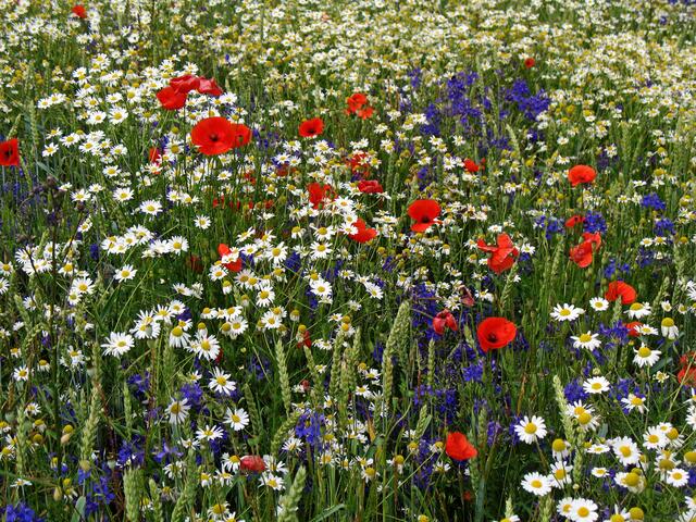 buntes Durcheinander