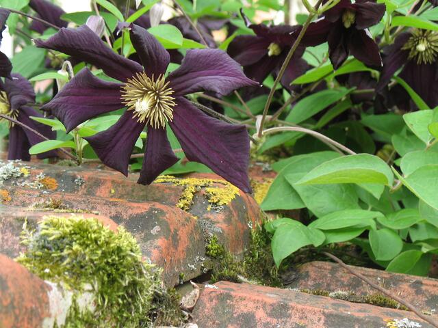 dunkle Clematis