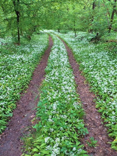 Der Bärlauchwanderweg am Heuchelberg