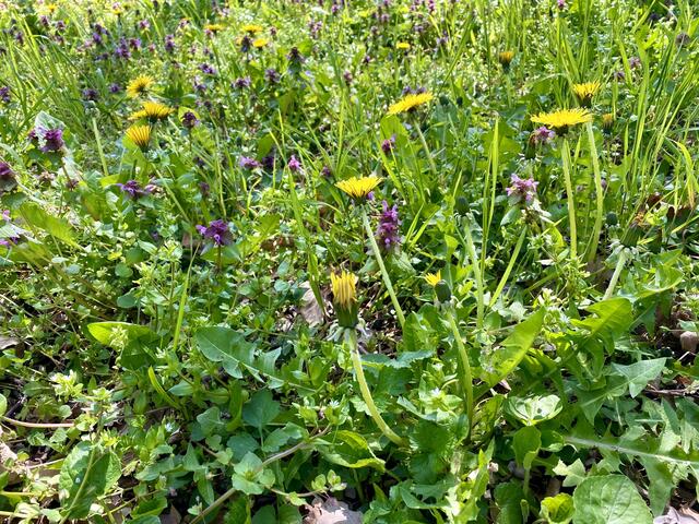 Wiesenblumen