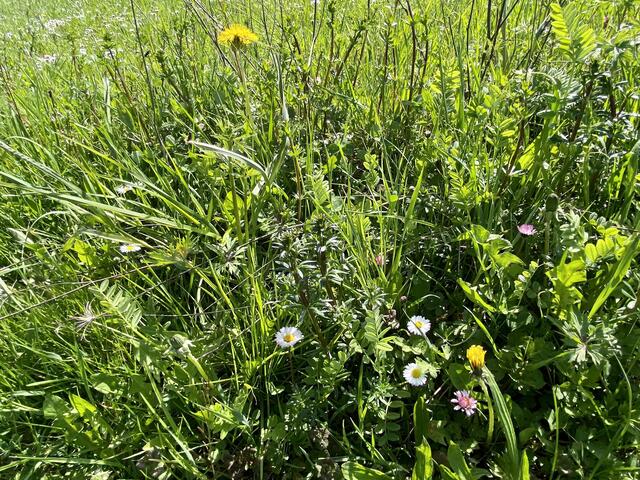 Wiesenblumen