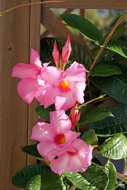 Dipladenia