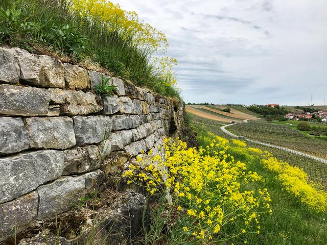Blühende Vielfalt im Weinberg