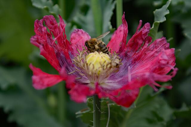 Mohn im Nachbargarten