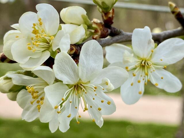 Apfelblüten