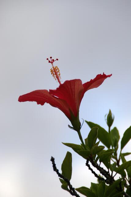 Hibiskus