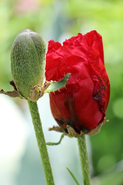 Roter Mohn mit geschlossener Blüte