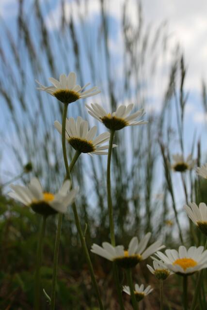 aufstrebende Margeriten