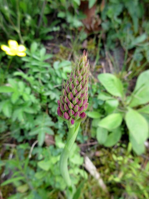 Das wird wohl als Pyramidenorchis aufblühen.