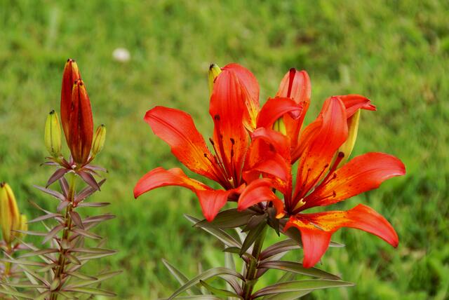 Feuerlilien