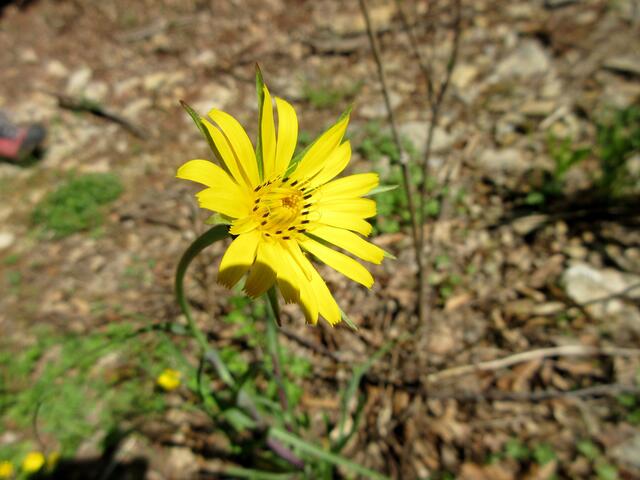 Wiesenbocksbart
