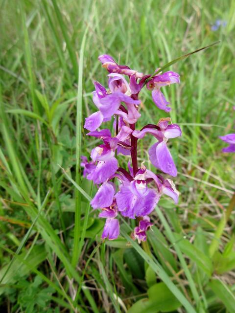 Orchis mascula