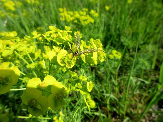 Wenn sie nur nicht so fies stechen würden, eigentlich sind die Schnaken auch ganz interessante Insekten