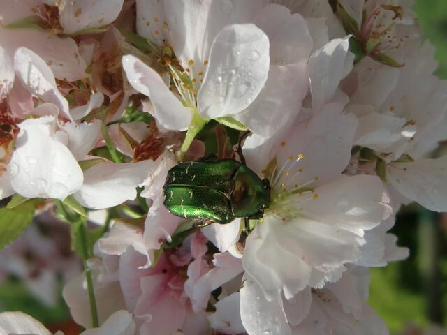 Rosenkäfer in Kirschblüte