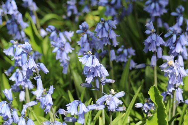 "Blue Bells" im Botan. Obstgarten, HN