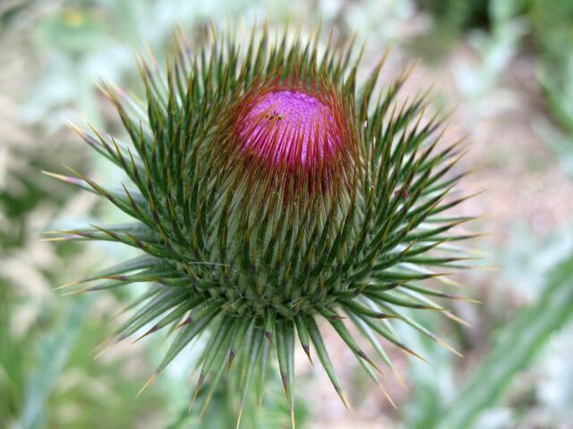 Distel