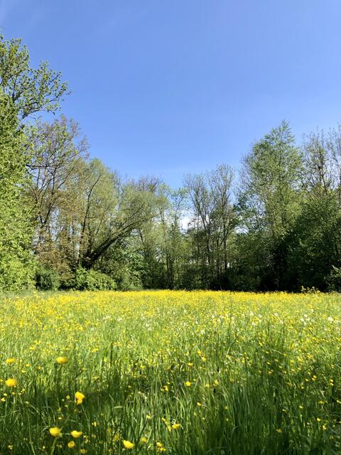 Blumenteppich